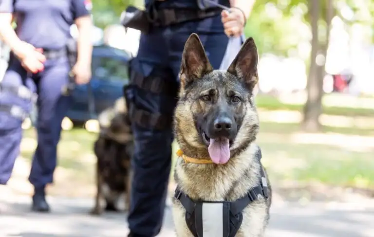 K-9 Baharkam Polri Kunci dalam Ungkap Narkotika di Pelabuhan Bakauheni